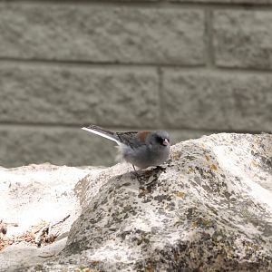 dark-eyed junco (Junco hyemalis) gray-headed race