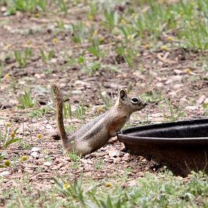 golden-mantled ground squirrel (Callospermophilus lateralis)