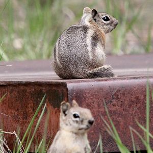 SPECIES ID?, possibly a golden-mantled ground squirrel (Callospermophilus lateralis)