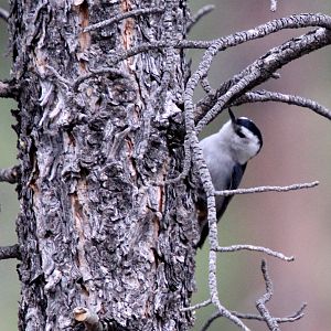 white-breasted nuthatch (Sitta carolinensis)