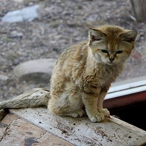 sand cat (Felis margarita)