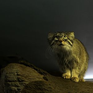 Pallas's cat (Otocolobus manul)