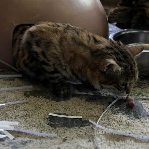 black-footed cat (Felis nigripes)
