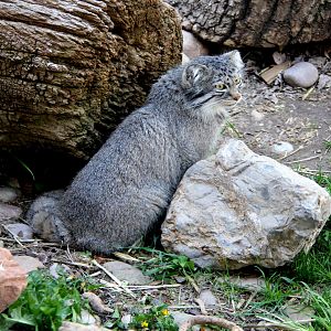 Pallas's cat (Otocolobus manul)