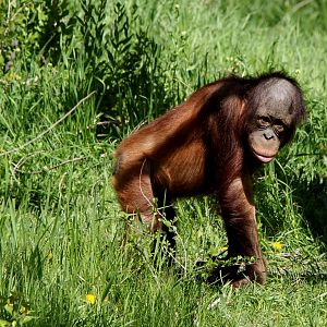 Bornean orangutan (Pongo pygmaeus) young