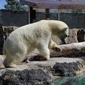 polar bear (Ursus maritimus)