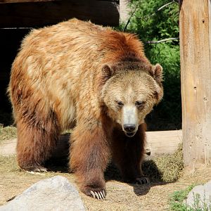 grizzly bear (Ursus arctos ssp.)