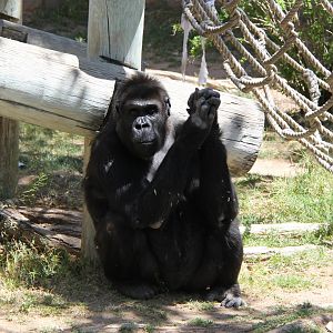 gorilla