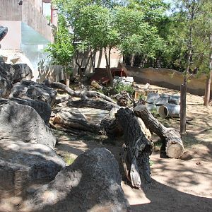 Tasmanian devil (Sarcophilus harrisii) exhibit