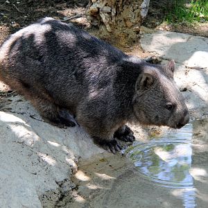 Tasmanian Wombat (Vombatus ursinus tasmaniensis)