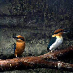Guam kingfisher (Todiramphus cinnamominus)