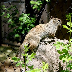 rock squirrel (Otospermophilus variegatus)