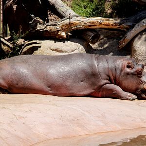 common hippopotamus