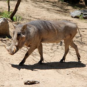 common warthog (Phacochoerus africanus)