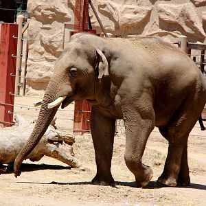 Asian elephant (Elephas maximus)