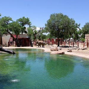 Asian elephant (Elephas maximus) exhibit