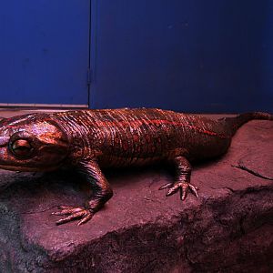 salamander statue