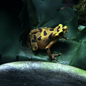 Panamanian golden frog (Atelopus zeteki)