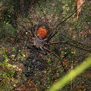whip scorpion carrying eggs