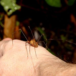 harvestman