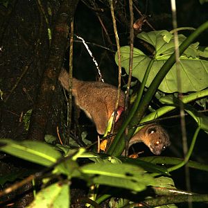 kinkajou (Potos flavus)