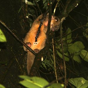 kinkajou (Potos flavus)