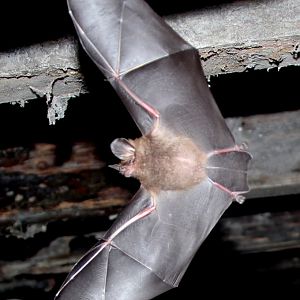 little big-eared bat (Micronycteris megalotis)