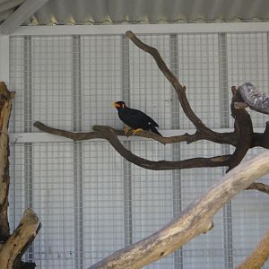 Hill Myna (2011)