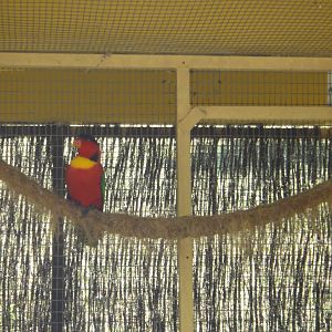 Yellow-bibbed Lory (2011)