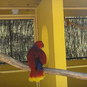 Eclectus Parrot (2011)
