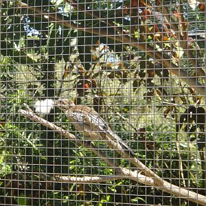 New Caledonian Friarbird (2011)