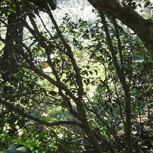 Chestnut-breasted Mannikin (2011)