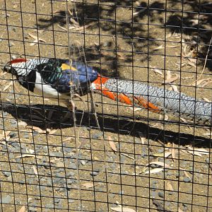 Lady Amherst's x Golden Pheasant (2011)