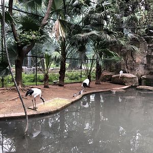 Large Walk-Through Aviary