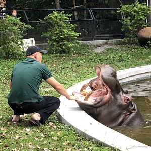 Hippo Check-Up