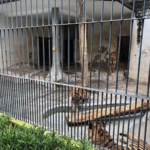 South China Tiger Cage