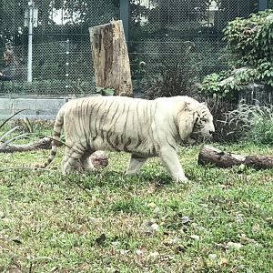 White Bengal Tiger