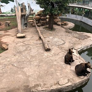 Ussuri Brown Bear Exhibit