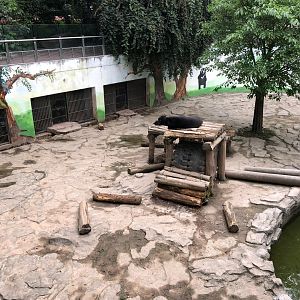 Asiatic Black Bear Exhibit
