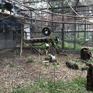 Black & White Colobus Exhibit