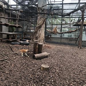 Patas Monkey Exhibit