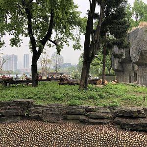 Chimpanzee Exhibit #2