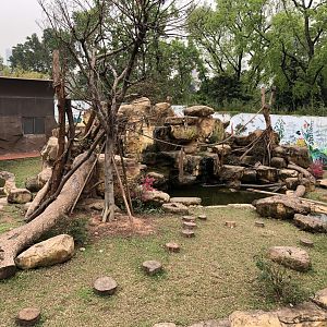 Northern Pig-Tailed Macaque Exhibit