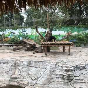 Sun Bear Exhibit