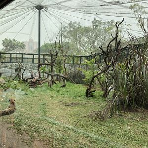 Chinese Leopard Exhibit
