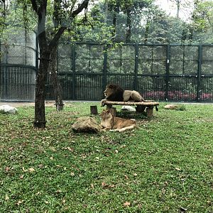 African Lion Exhibit