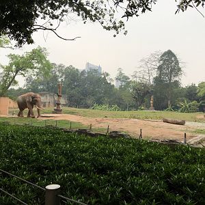 Asian Elephant (Bull) Exhibit