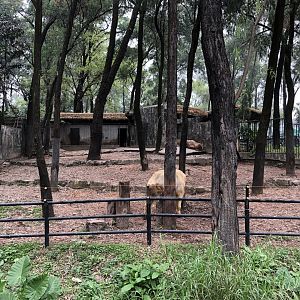 Sichuan Takin Exhibit