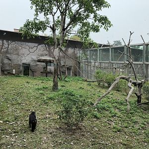 Lion-Tailed Macaque Exhibit