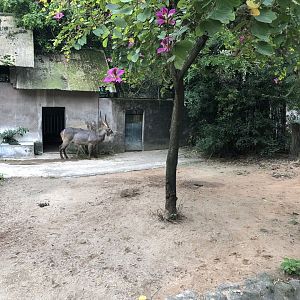 Defassa Waterbuck Exhibit